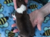20150117-Drumlin_Shelties-006