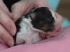 20150117-Drumlin_Shelties-007