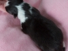 20150117-Drumlin_Shelties-008
