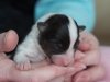 20150117-Drumlin_Shelties-009