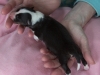 20150117-Drumlin_Shelties-010