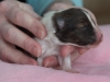 20150117-Drumlin_Shelties-011