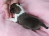 20150117-Drumlin_Shelties-012