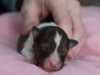 20150117-Drumlin_Shelties-013