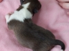20150117-Drumlin_Shelties-014