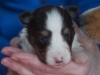 Female, #1, week 3, Drumlin puppy