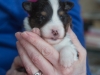 Female, #2, week 3, Drumlin puppy