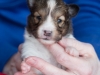 Female, #3, week 3, Drumlin puppy