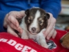 Female, #4, week 3, Drumlin puppy