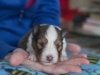 Male, #1, week 3, Drumlin puppy.