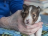 Male, #2, week 3, Drumlin puppy.