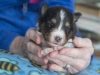 Male, #3 week 3, Drumlin puppy.