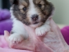 20150208-Drumlin_4weeks_Female_#1-08