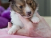 20150208-Drumlin_4-weeks_Female_#2-01