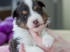 20150208-Drumlin_4-weeks_Female_#3-05