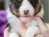 20150208-Drumlin_4-weeks_Female_#4-04