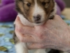 20150208-Drumlin_4-weeks_Male_#1-03