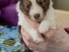 20150208-Drumlin_4-weeks_Male_#2-06