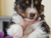20150208-Drumlin_4-weeks_Male_#3-02