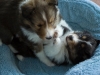 20150215-Drumlin_Shelties-0001
