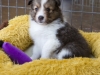 20150215-Drumlin_Shelties-0002