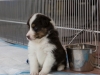 20150215-Drumlin_Shelties-0003