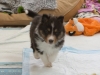 20150215-Drumlin_Shelties-0004