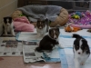 20150215-Drumlin_Shelties-0005