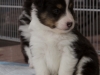 20150215-Drumlin_Shelties-0006