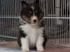 20150215-Drumlin_Shelties-0007