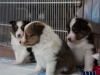 20150215-Drumlin_Shelties-0008
