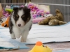 20150215-Drumlin_Shelties-0009
