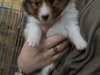 20150215-Drumlin_Shelties-0010