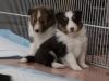 20150215-Drumlin_Shelties-0011