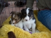 20150215-Drumlin_Shelties-0012