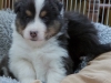 20150215-Drumlin_Shelties-0013