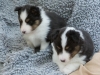 20150215-Drumlin_Shelties-0014