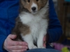 Carson at 7 weeks.