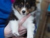 Barrow at 7 weeks.