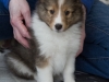 Cora at 7 weeks.