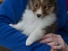 Marigold at 7 weeks.