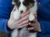 Daisy at 7 weeks.