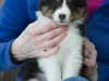 Sybil at 7 weeks.