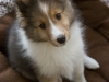 Cora