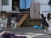 20150315-Drumlin_puppy-012