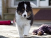 20150315-Drumlin_puppy-019
