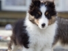 20150315-Drumlin_puppy-023