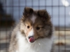 20150315-Drumlin_puppy-030
