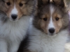 Marigold and Cora