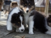 20150315-Drumlin_puppy-084